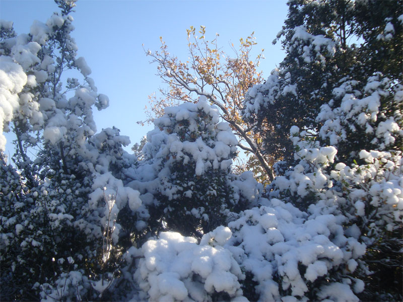 gal/2009/14 - neve 19-20 dicembre/neve_domenica_20_12/macchia-innevata.jpg